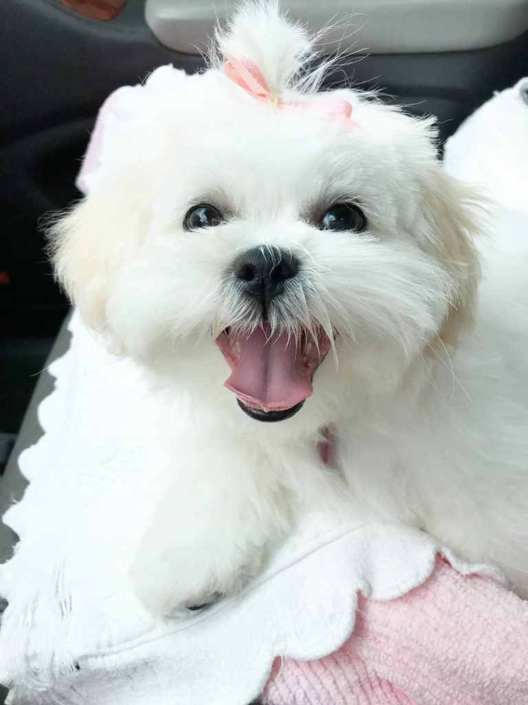 White fluffy puppy Dolli smiling