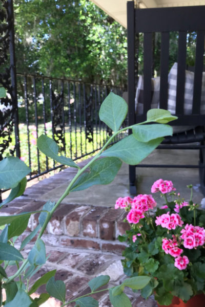 Front Porch view of pink geraniums and black rocking chair