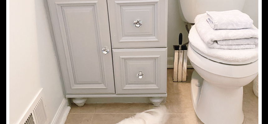Small Cute white dog in a pretty bathroom