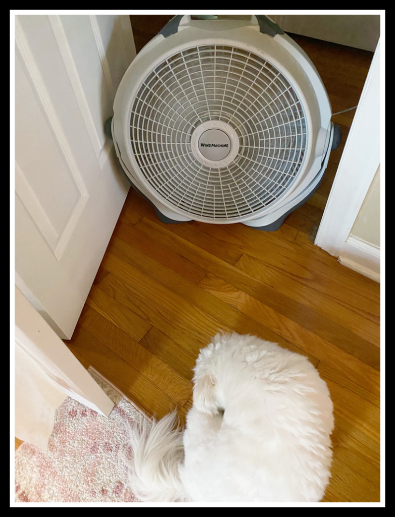 large fan and fluffy white dog 