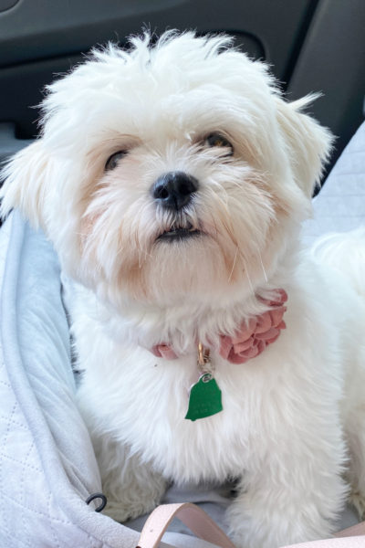 small fluffy white dog in grey car seat looking at camera named Dolli