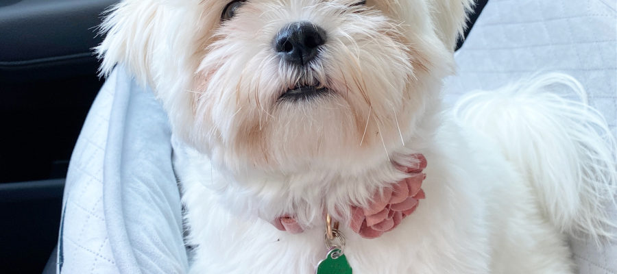 small fluffy white dog in grey car seat looking at camera named Dolli