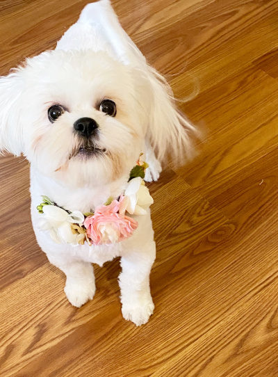 Small white dog with diy floral dog collar