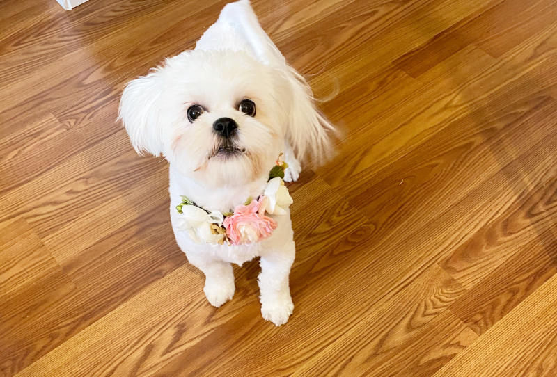 small white dog with girly girl floral collar on