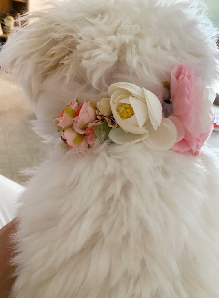 white fluffy dog with girly floral collar on