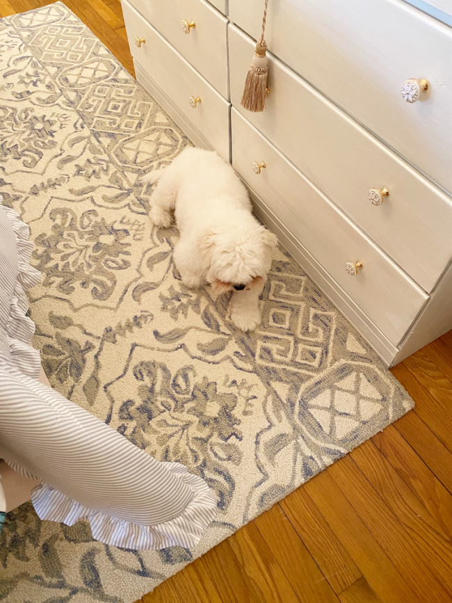 pale blue and gray rug with little white dog Dollo in front of white dresser