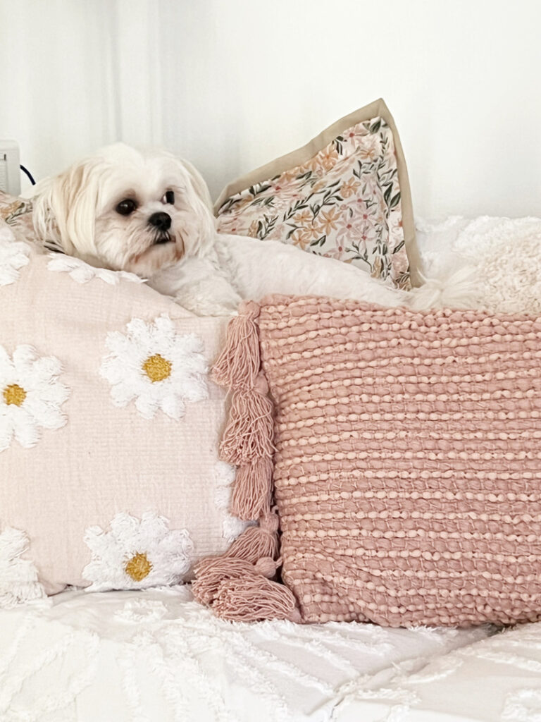 Sweet white dog snuggled into pillows on sofa